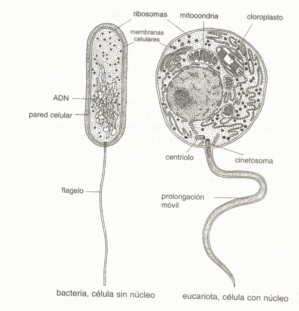 La diferencia entre la célula eucariota y la procariota constituye un salto evolutivo