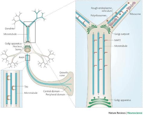Microtubules in Axon
