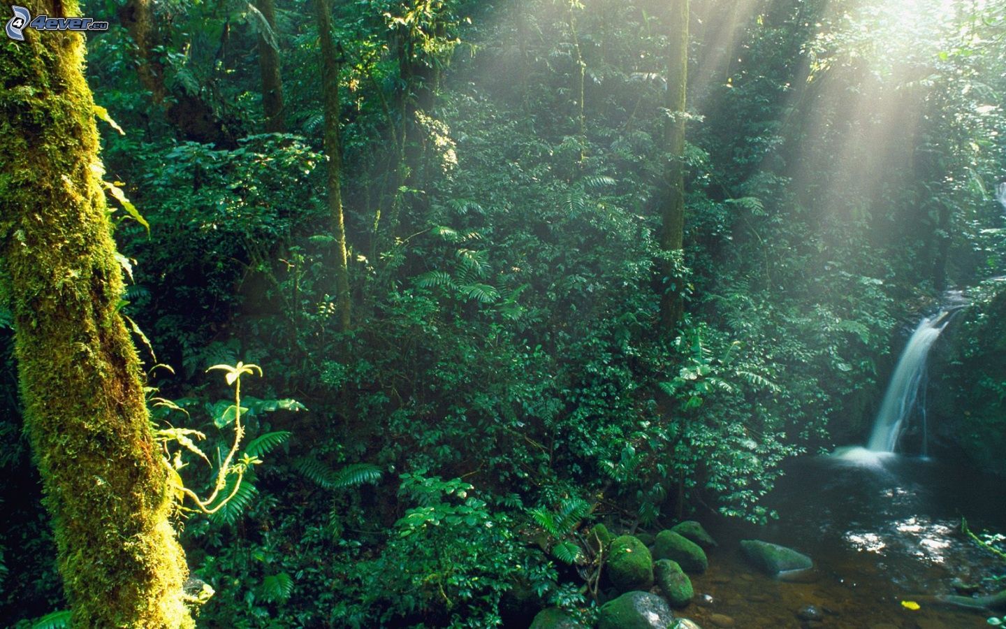 selva-tropical,-rayos-de-sol,-riachuelo-193803